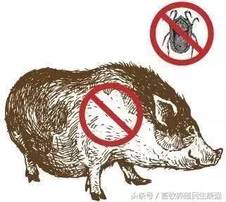 「非洲猪瘟专题」非洲猪瘟防控科普知识
